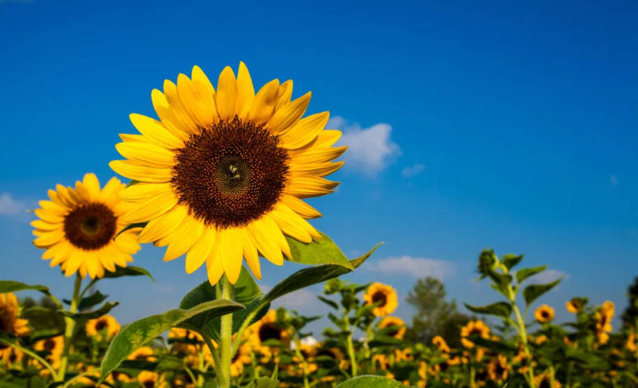 重磅|新開(kāi)普“20周年慶”大幕拉起，是時(shí)候發(fā)揮你的聰明才智了！(圖4)